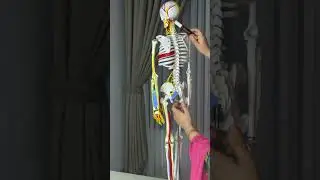 هەستیە پەیکەر
