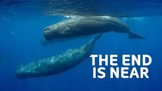 The Sperm Whale: The Hunting Tradition That's Causing Extinction