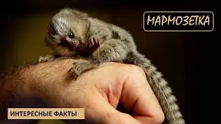 МАРМОЗЕТКА🐒/Приматы/Животные/Интересные факты