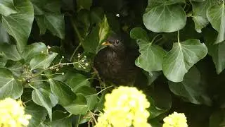 Female Blackbird eating ivy berries