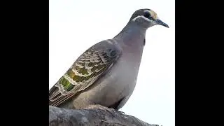 Common Bronzewing #caperteevalley #woodlands #australia #birds #conservation #bushland #ecology