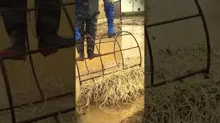 Creative ideas of farmers when harvesting rare roots in the rice fields #shorts