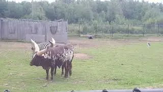 Canadian Zoo - Magnetic Hill Zoo, Moncton, New Brunswick, Canada