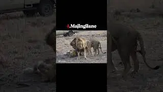 Top 5 Biggest Coalition lions☠️🗿 #lion #animals #wildlife