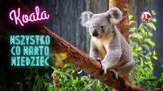 KOALA wszystko, co warto wiedzieć o koalach | Dobrze Pojechane | AUSTRALIA
