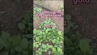 Tobbaco nursery using sygenta ridimol gold @g.siva farming