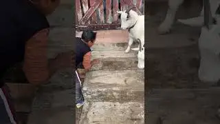 Crian&ccedil;a aprontando com o cabrito ￼