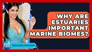 Why Are Estuaries Important Marine Biomes? - Water Science For Everyone