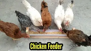 Unbelievable Zero Waste Backyard Chicken Feeder // DIY Chicken Bird Feeder Forever \\ 3MBVlogs