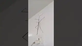 Crane fly Vs Daddy long leg's #shorts #viralvideo #monster
