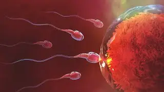 The Dark Truth Behind Women's Concealed Ovulation