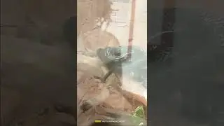 the western forest cobra