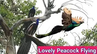Mor pedon se udan kaise krte hain ? #wildlife_peacock,