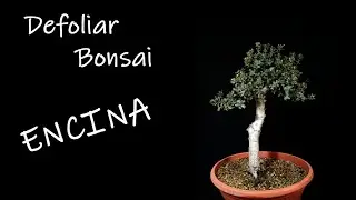 Trabajos en mi Bonsai de Encina  - defoliado