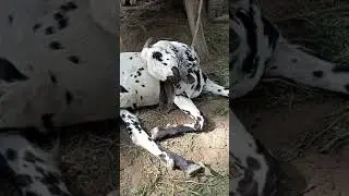 # goat🐐 sleeping #shorts #shortvideo