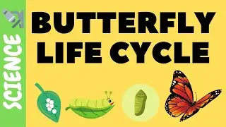 Butterfly Life Cycle FOR KIDS 🐛🦋| Science Videos for Kids