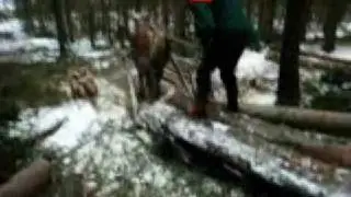 Timmerk&ouml;rning med h&auml;st (horse logging)