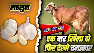 लहसुन के साथ ये मिलाकर खिलाओ दूध दो गुना पाओ। Milk increase 