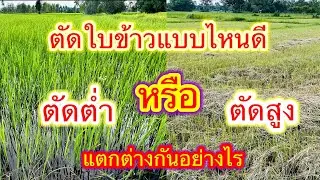 อยากตัดใบข้าว ตัดสูงหรือตัดต่ำ ตัดต้นหรือตัดใบ ตัดแบบไหนดี วันนี้มาเปรียบเทียบให้ดูชัดๆ #ตัดใบข้าว