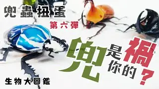 [扭蛋系列] 兜蟲扭蛋 第六彈 生物大圖鑑 いきもの大図鑑 萬代［阿特拉斯南洋大兜、大雨扇豎角兜、暴龍兜、烏干達角金龜］