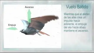 ¿Cómo vuelan las aves?