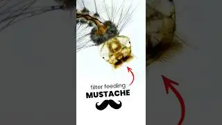 The mustache filter-feeder: Wyeomyia smithii