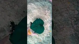 Color pour and crush 💚💝 #crushwithmutha