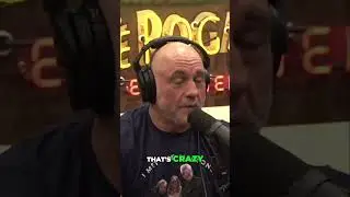 Did Trump Lose Because of One Joke  The Truth Unveiled
