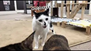 【必殺技】にぃにぃ やったろけの日。