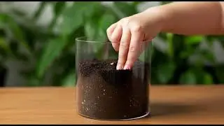 From Seed to Tomato Plant 🌿 Ultra-Realistic Growth Timelapse Animation