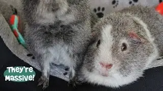 Rex Guinea Pigs' Update!