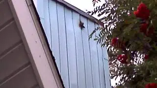 Bat Removal In Michigan