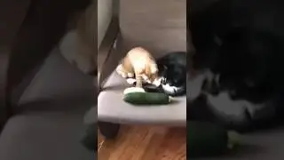 Funny Animals fail #3 #shorts #funny #cat #dog #best #reels #fail