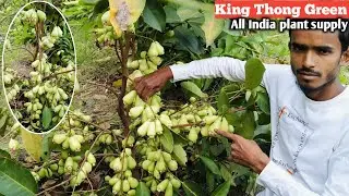 King Thong Green Water Apple /best commercial veriety/all India wholesale supply/WhatsApp 9062349546