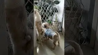 Shihtzu Dog Barking 01-16-26 #shorts #barking #puppy #dogs #cute #pets #shihtzu #doglife #real