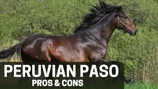 Peruvian Paso Horse Pros and Cons - Peruvian Paso Horse Advantages and Disadvantages