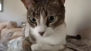 Miss Loafy Loafs!