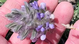 Scott says this edible plant is Psoralea Esculenta.  I say prairie turnip or scurf pea!