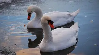 Som do Cisne - Barulho do Cisne