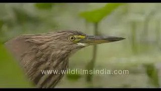 Bittern like Pond Heron catches fish in marsh filled with water lily leaves and aquatic plants