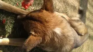 Vegetarian Dog : Montee