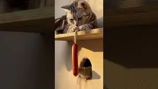 This Cat Isn&rsquo;t Hunting&hellip; It&rsquo;s Fishing for Mice Watch Its Clever Trick #cats #pets #funny