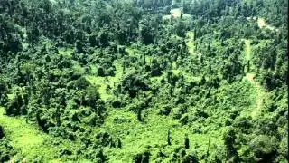 Saving the endangered species of Borneo: Orangutans