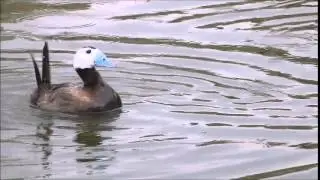 White-headed duck courtship 2015