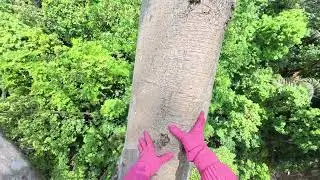Extreme Wild Honey Harvesting on a Giant Tree  Dangerous Jungle Climb XJcfOAyVBn0 part3