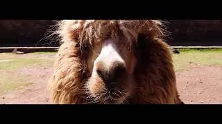 Expedition Travel Peru