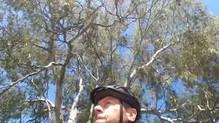 Magpie swooping season