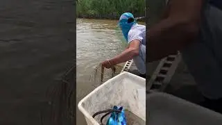 New Primitive Technology FISH TRAP with Fishing KR Ep# 590#shorts