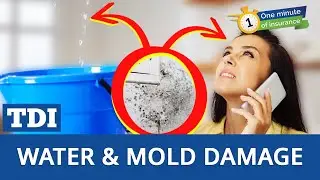 Does your insurance cover water and mold damage?