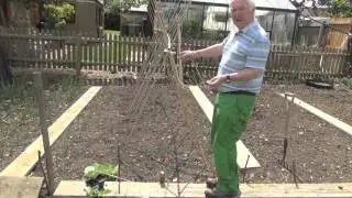 Green Shorts - How to Grow Runner Beans